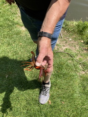 IMG 0342