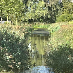 Ede Kievitsmeent
